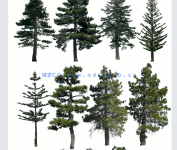 针叶树高清素材PHOTOBASH – Conifer Trees(图4) 针叶树高清素材PHOTOBASH – Conifer Trees(图4)