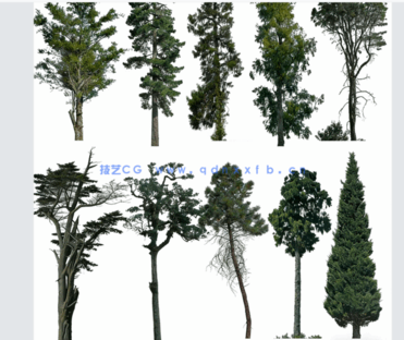 针叶树高清素材PHOTOBASH – Conifer Trees(图5) 针叶树高清素材PHOTOBASH – Conifer Trees(图5)
