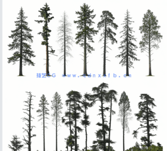 针叶树高清素材PHOTOBASH – Conifer Trees(图1) 针叶树高清素材PHOTOBASH – Conifer Trees(图1)