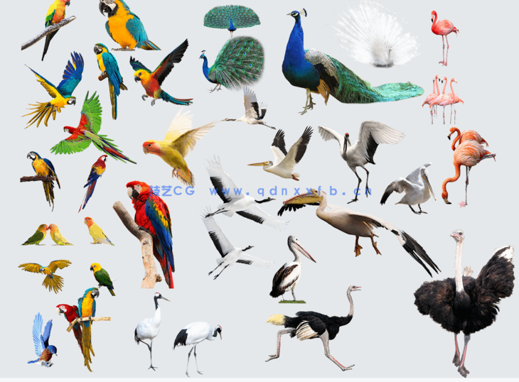 鹦鹉孔雀火烈鸟免抠素材(图1)