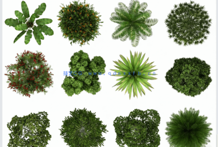 PSD平面植物素材(图1) PSD平面植物素材(图1)