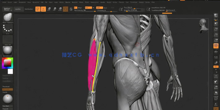 ZBrush人体雕刻解剖学基础核心技术视频教程(图2) ZBrush人体雕刻解剖学基础核心技术视频教程(图2)