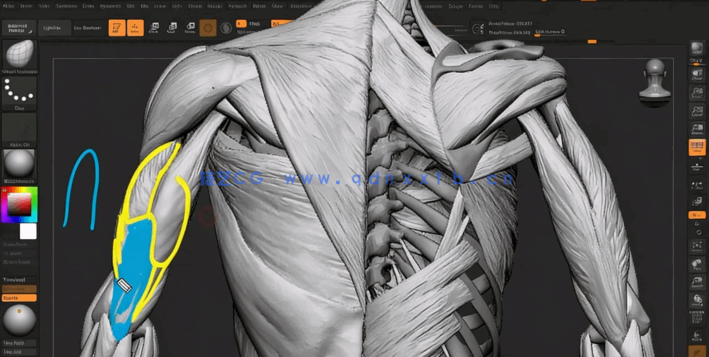 ZBrush人体雕刻解剖学基础核心技术视频教程(图4) ZBrush人体雕刻解剖学基础核心技术视频教程(图4)