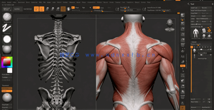 ZBrush人体雕刻解剖学基础核心技术视频教程(图5) ZBrush人体雕刻解剖学基础核心技术视频教程(图5)