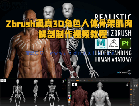 Zbrush逼真3D角色人体骨架肌肉解剖制作视频教程(图1) Zbrush逼真3D角色人体骨架肌肉解剖制作视频教程(图1)