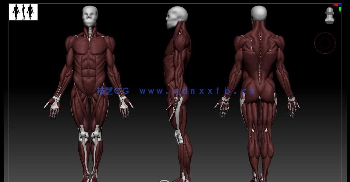 Zbrush逼真3D角色人体骨架肌肉解剖制作视频教程(图3) Zbrush逼真3D角色人体骨架肌肉解剖制作视频教程(图3)