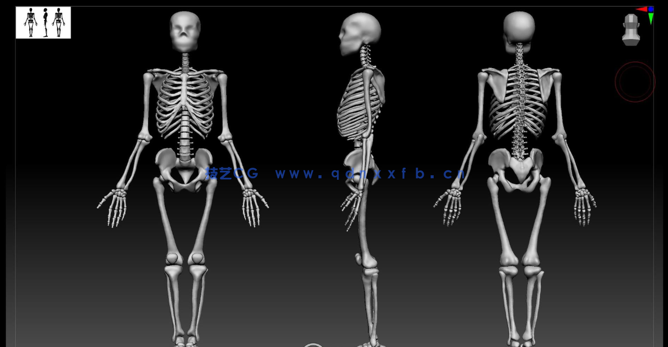 Zbrush逼真3D角色人体骨架肌肉解剖制作视频教程(图4) Zbrush逼真3D角色人体骨架肌肉解剖制作视频教程(图4)