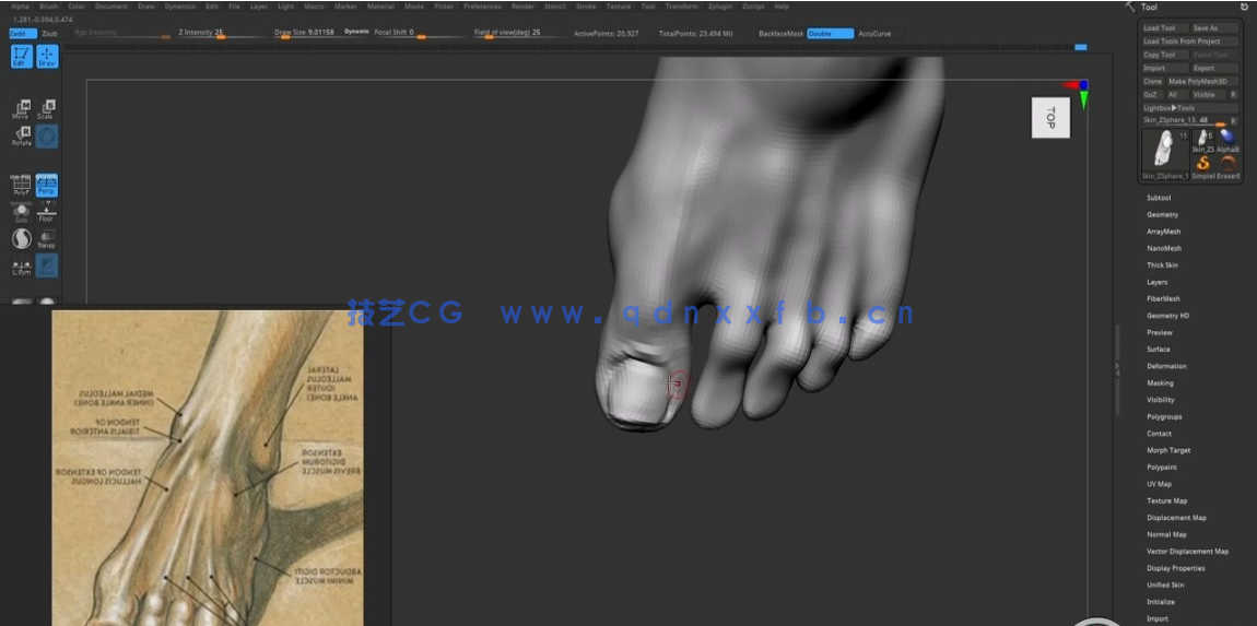 ZBrush健美运动员肌肉结构解剖雕刻技术视频教程 (图3) ZBrush健美运动员肌肉结构解剖雕刻技术视频教程 (图3)