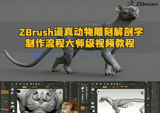 ZBrush逼真动物雕刻解剖学制作流程大师级视频教程(图1) ZBrush逼真动物雕刻解剖学制作流程大师级视频教程(图1)