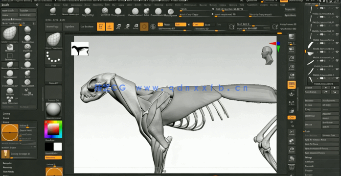 ZBrush逼真动物雕刻解剖学制作流程大师级视频教程(图5) ZBrush逼真动物雕刻解剖学制作流程大师级视频教程(图5)