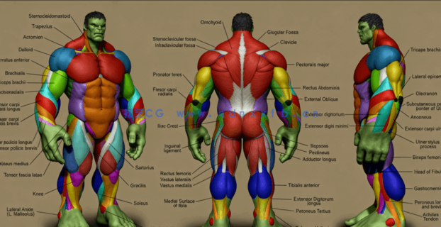 Zbrush超级英雄绿巨人完整雕刻制作训练视频教程 (图2) Zbrush超级英雄绿巨人完整雕刻制作训练视频教程 (图2)