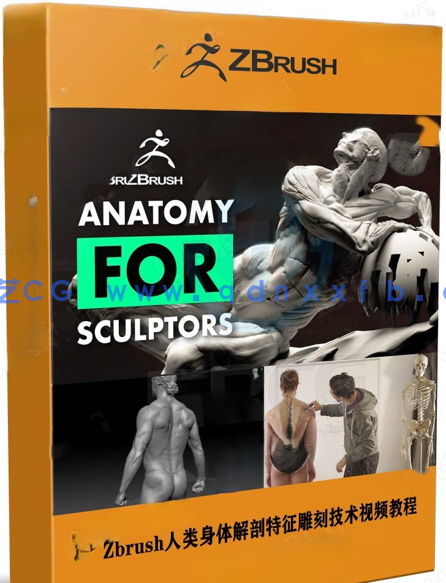 Zbrush人类身体解剖特征雕刻技术视频教程 (图1) Zbrush人类身体解剖特征雕刻技术视频教程 (图1)