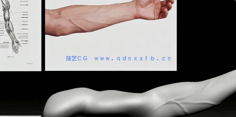 Zbrush人类身体解剖特征雕刻技术视频教程 (图4) Zbrush人类身体解剖特征雕刻技术视频教程 (图4)