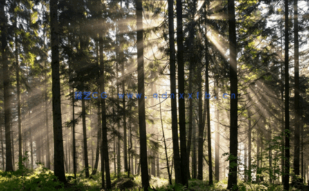 高清深林外景贴图丁达尔效应(图2) 高清深林外景贴图丁达尔效应(图2)