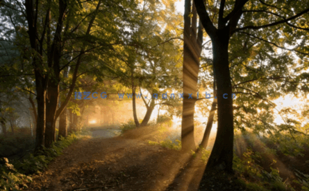 高清深林外景贴图丁达尔效应(图4) 高清深林外景贴图丁达尔效应(图4)