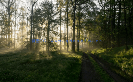 高清深林外景贴图丁达尔效应(图5) 高清深林外景贴图丁达尔效应(图5)