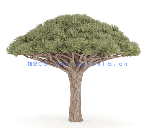 C4D扇形针叶树冠独特造型自然生态树模型(图1)