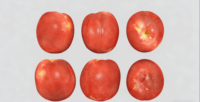 油桃水果模型 Nectarines Fruit model(图2) 油桃水果模型 Nectarines Fruit model(图2)