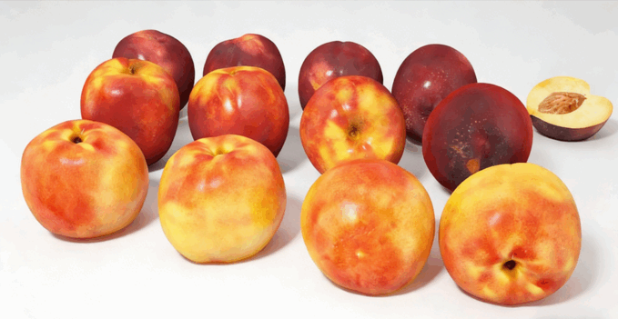 油桃水果模型 Nectarines Fruit model(图6) 油桃水果模型 Nectarines Fruit model(图6)