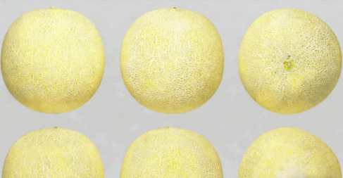 加利亚甜瓜水果模型 Galia Melon Fruit model(图1)