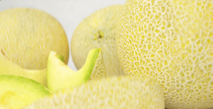 加利亚甜瓜水果模型 Galia Melon Fruit model(图4)